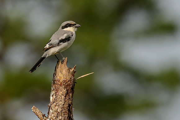 Loggerhead Shrike