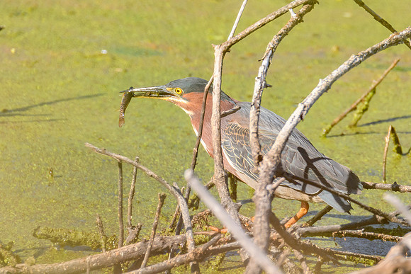 Green Heron
