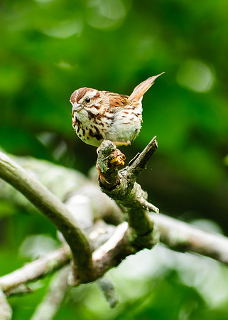 Song Sparrow