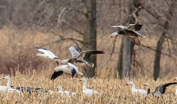 Mixed Winter Geese Landing 4