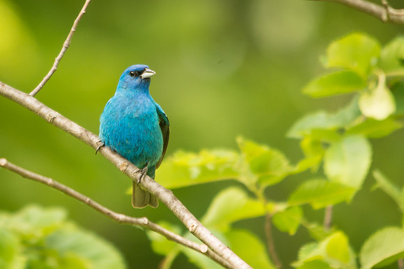 Indigo Bunting