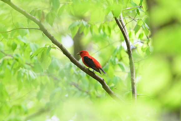 Scarlet Tanager