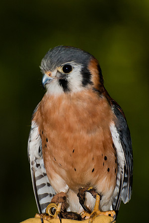 American Kestrel