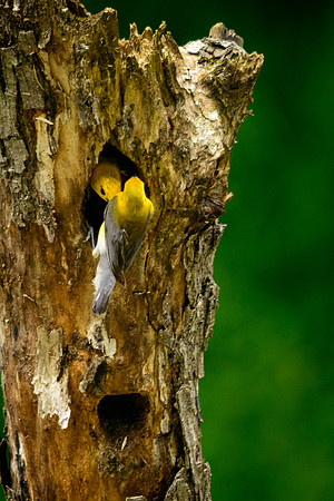 Prothonotary Warbler Nest