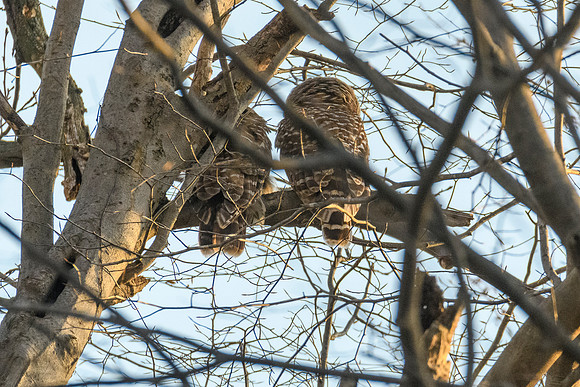 Barred Owl