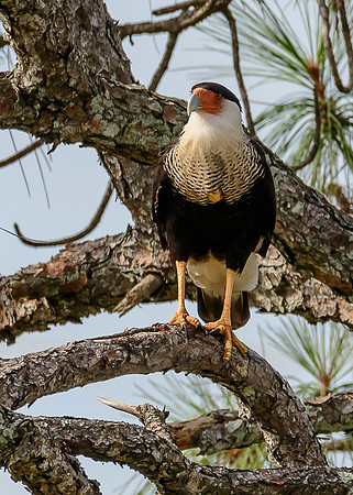Crested Caracara