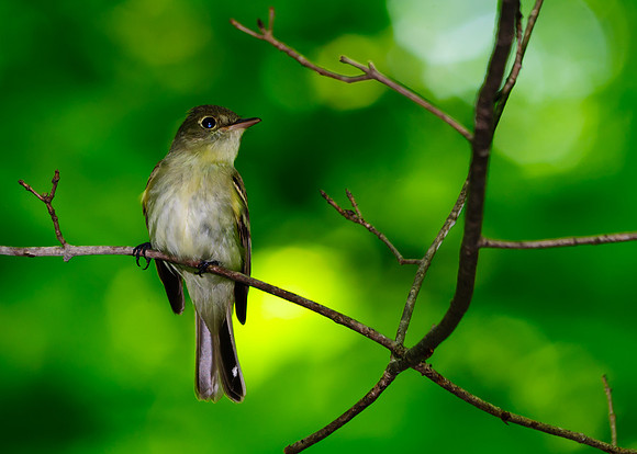 Acadian Flycatcher; Lawrence Woods, Kenton OH