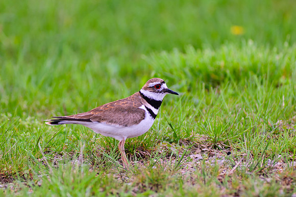Killdeer