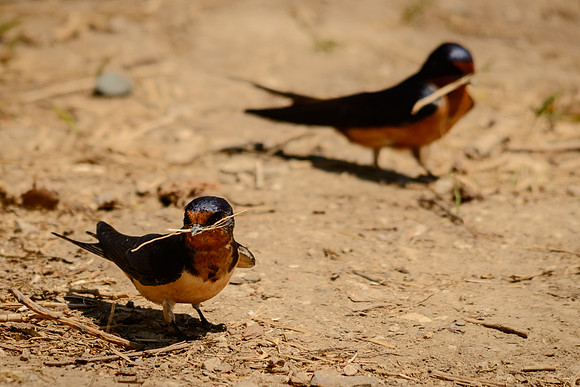 Barn Swallow