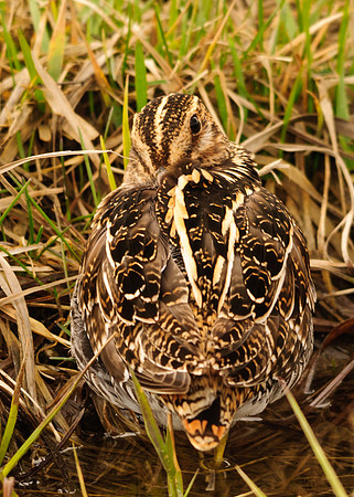Wilson's Snipe, Killdeer Plains Wildlife Area, Meeker, Ohio