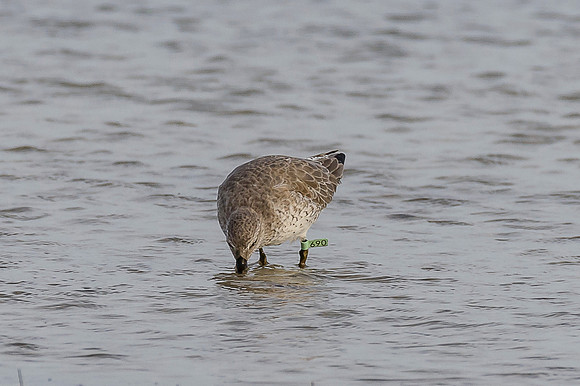 Red Knot