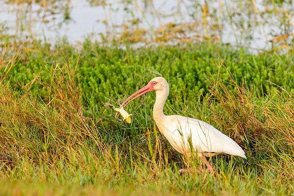 White Ibis