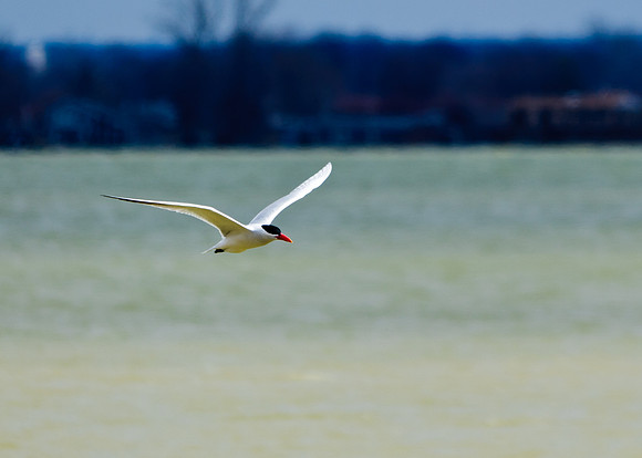 Caspian Tern; Indian Lake, Lakeview Ohio