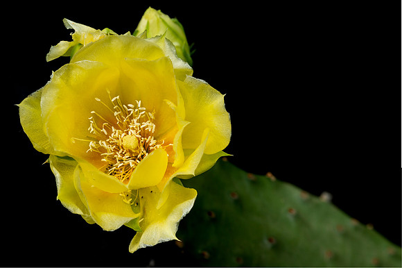 Yellow Prickly Pear