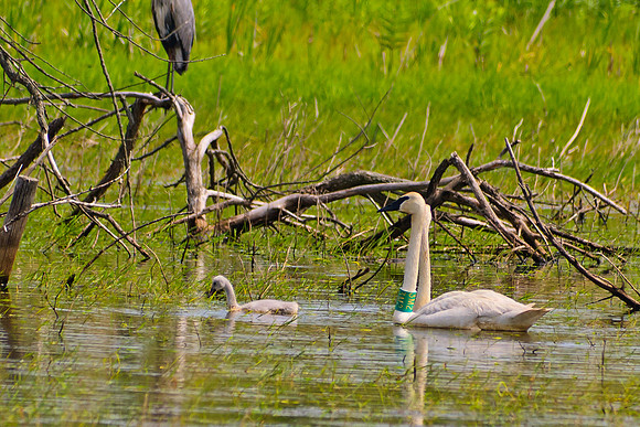 Trumpeter Swan w/ Signet