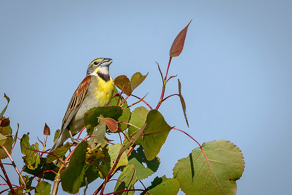 Dickcissel