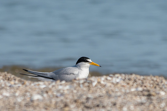 Least Tern