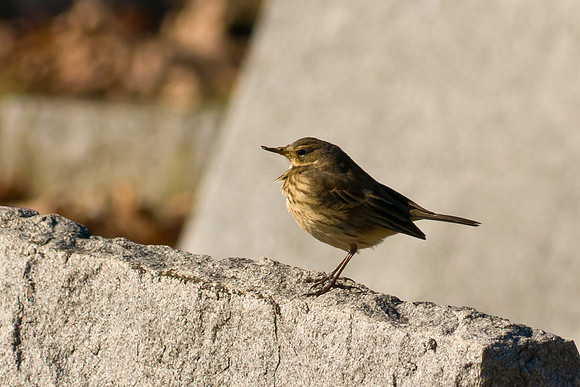 American Pipit