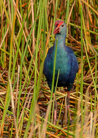 Grey-headed Swamphen