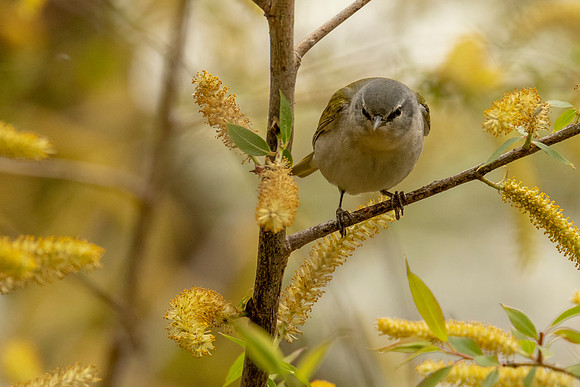 Tennessee Warbler