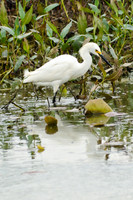 Snowy Egret