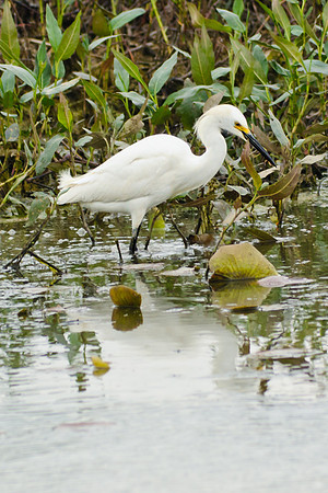 Snowy Egret; Magee Marsh Ohio