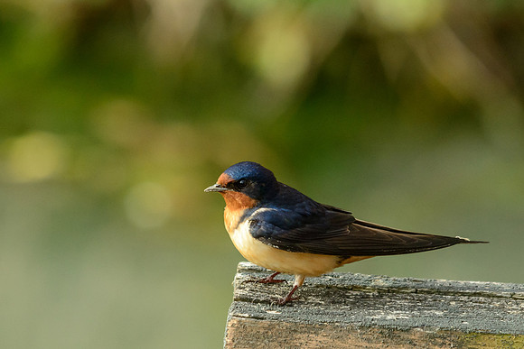 Barn Swallow