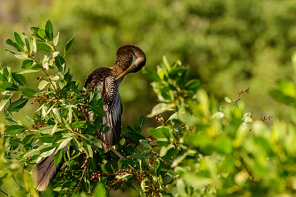 Anhinga