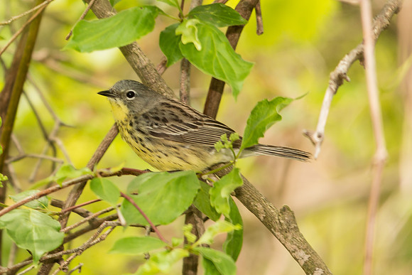 Kirtland's Warbler; Magee Marsh, Lake Eire Ohio