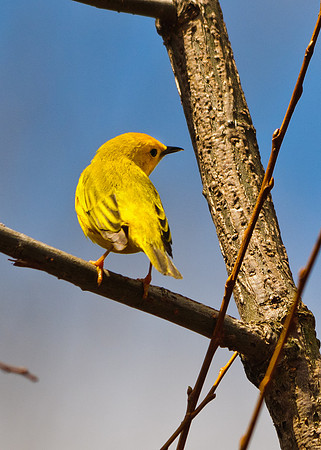 Yellow Warbler; Lawrence Woods, Kenton OH