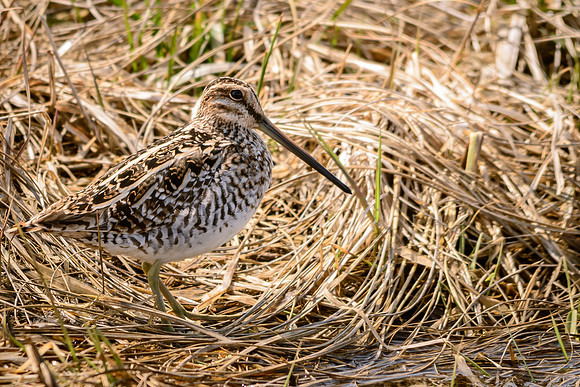Wilson's Snipe, Killdeer Plains Wildlife Area, Meeker, Ohio