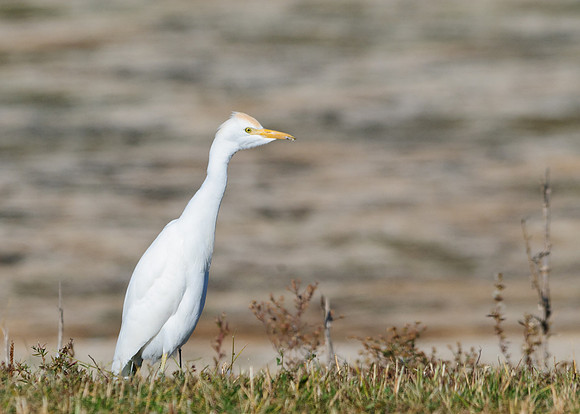 Cattle Egret