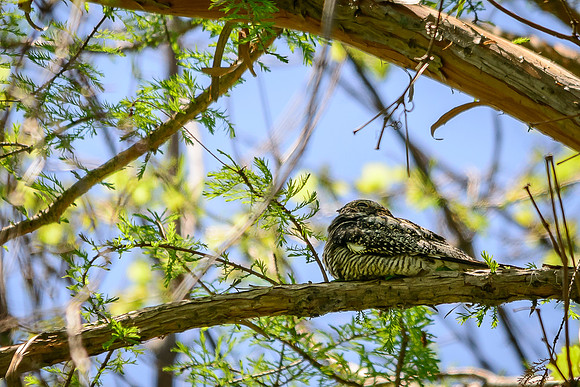 Common Nighthawk; Magee Marsh, Lake Erie OH