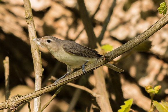 Warbling Vireo