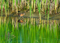 King Rail