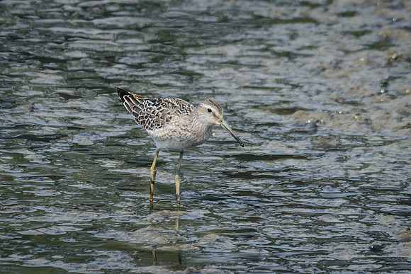 Stilt Sandpiper