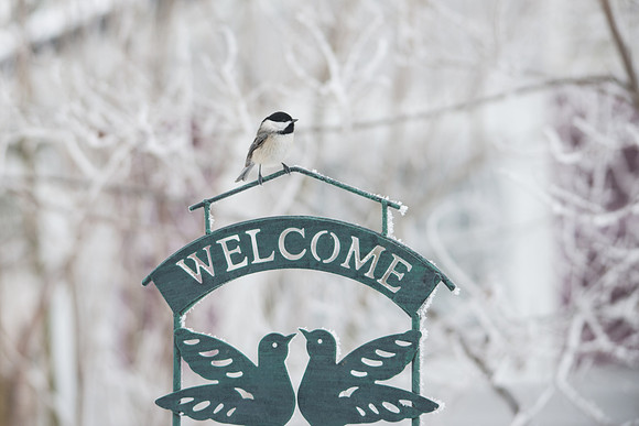 Black-capped Chickadee