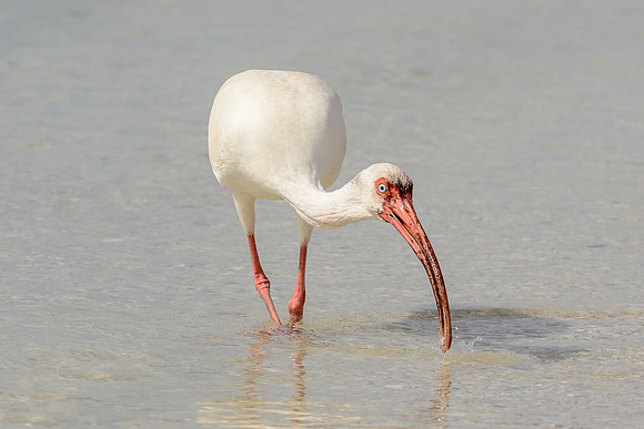 White Ibis