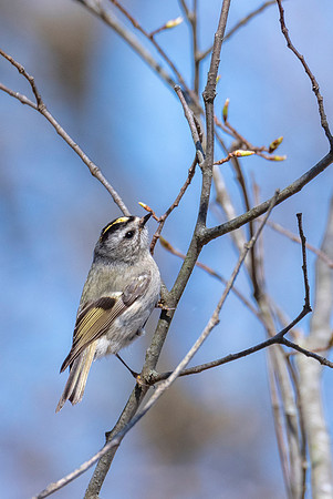Gold-crowned Kinglet