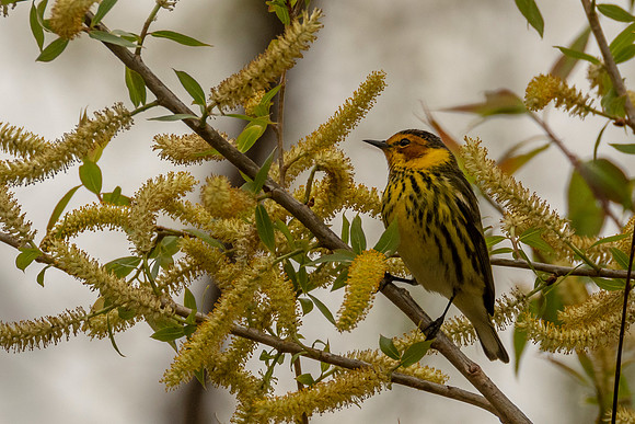 Cape May Warbler