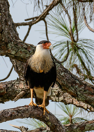 Crested Caracara