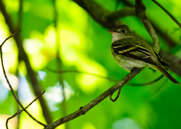 Acadian Flycatcher; Lawrence Woods, Kenton OH