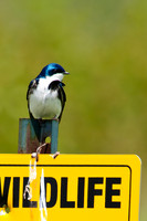 Tree Swallow