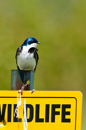 Tree Swallow; Male