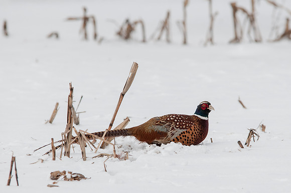Ring-necked Pheasant