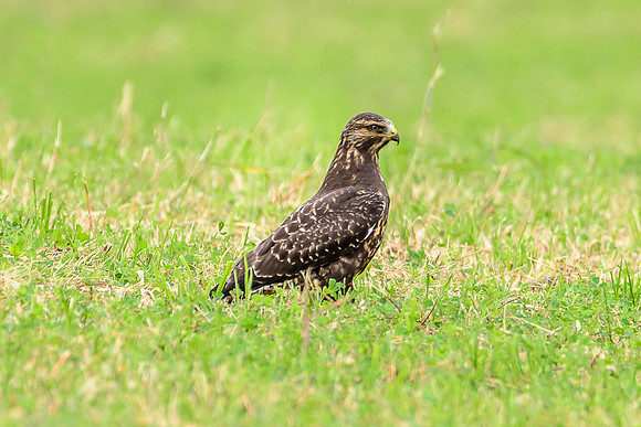 Swainson's Hawk