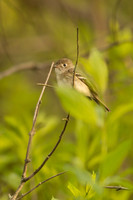Least Flycatcher