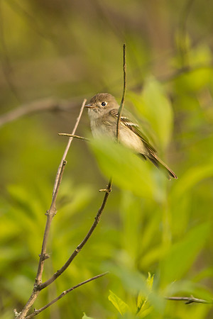 Least Flycatcher