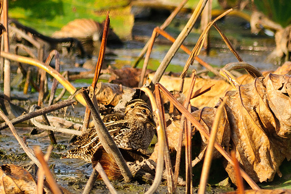 Wilson's Snipe, Killdeer Plains Wildlife Area, Meeker, Ohio