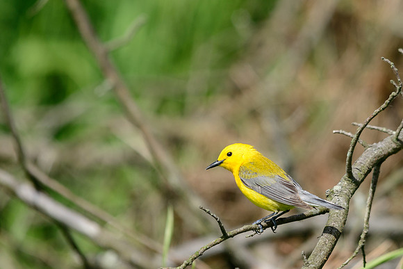 Prothonotary Warbler